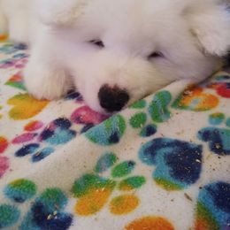 Borzoi and Samoyed Puppies from Kalabria