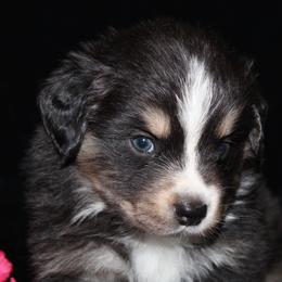Celeste - Black tri-color female Australian Shepherd puppy in Colorado Springs, Colorado from Storm and Sage Australian Shepherds