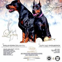 Laredo - Black and rust male Doberman Pinscher puppy in China Township, Michigan from Snell's Superior Kennel Dobermann & GSP