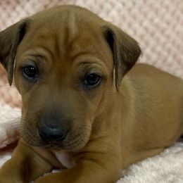 Rhodesian Ridgebacks from Copper Ridge Rhodesians