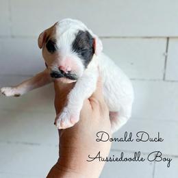 Donald Duck - Sable male Aussiedoodle puppy in Grove, Oklahoma from Guinn Family Farms