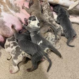 Boy 3 - Harlequin male Great Dane puppy in Weatherford, Texas from Oak Bend Danes