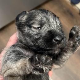 Oliver - Salt and pepper male Miniature Schnauzer puppy in Interlachen, Florida from Pam's Schnauzers