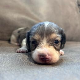 Ash - Piebald male Dachshund puppy in Spring Creek, Nevada from Hobby Horse Mini Doxies
