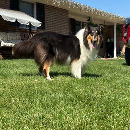 Collie puppies from Jolly Collies