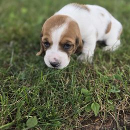 Lillian - Red and white female Basset Hound puppy in Loysburg,, Pennsylvania from Fisher's Couch Hounds