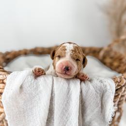 Hattie's Last Chapter- Epilogue - Parti male Goldendoodle puppy in Russell Springs, Kentucky from Milk & Honey Doodles