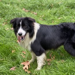 Cooper - Border Collie
