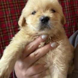 Red Collar Boy - Golden male Golden Retriever puppy in Garrison, Montana from Mattiaci Goldens