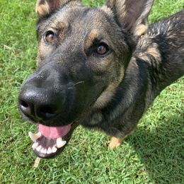 German Shepherd All Grown Up from Angel Oak German Shepherds
