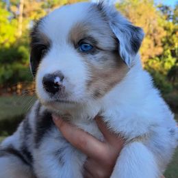 Pumpkin - Blue merle male Australian Shepherd puppy in Robertsdale, Alabama from Persimmon Creek Farm