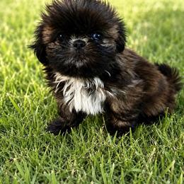Reese's - Brindle and white male Shih Tzu puppy in Hawthorne, Florida from Simply Southern Shihtzus