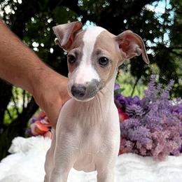 Portofino - White and blue fawn male Italian Greyhound puppy in Lakeland, Florida from Elite Doxies Florida