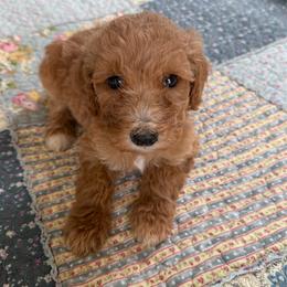 Skor - Apricot female Poodle puppy in St. Johnsbury, Vermont from Poodles of the Northern Woods