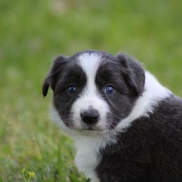 Slate girl - Slate female Border Collie puppy in Tylertown, Mississippi from Cool Meadow Farms