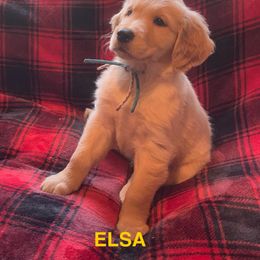 ELSA-BLUE COLLAR - Dark golden female Golden Retriever puppy in Berea, Kentucky from Lucky Golden Ranch