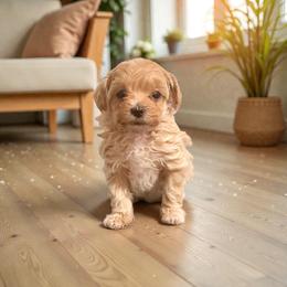 Tramp - The Lovable Rascal - Apricot male Maltipoo puppy in Bells, Texas from Partridge Doodles and Poodles