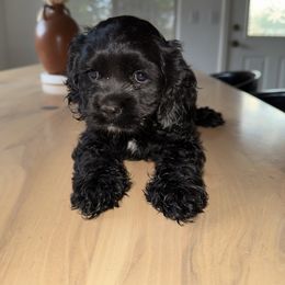 Mary - Black female Cocker Spaniel puppy in Tucson, Arizona from Desert Puppies