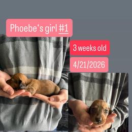 Phoebe's - Red female Dachshund puppy in Grand Junction, Michigan from J.C fur babies