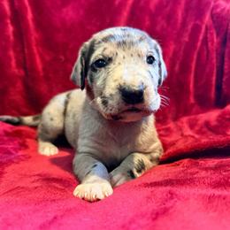 Dazed - Merle male Great Dane puppy in Jerusalem, Arkansas from Mara Danes
