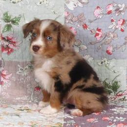 Fire - Red merle male Toy Australian Shepherd puppy in Okeana, Ohio from Fetching Toy Aussies