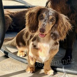 Myrtle - Dachshund
