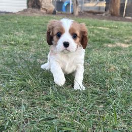 Cavalier King Charles Spaniel Puppies from Red Desert Cavalier’s
