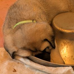 Anatolian Shepherd Dog and Labrador Retriever Puppies from Learning With Dogs