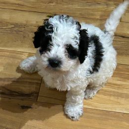 Yellow Boy - Parti male Poodle puppy in Pensacola, Florida from Frida Farms