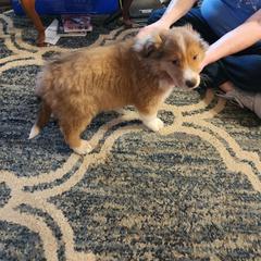 Matt - Black and tan male Working Dog Cross puppy in Nevada, Missouri from Briarwood Collies