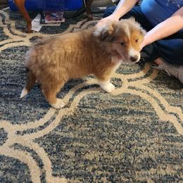 Matt - Black and tan male Working Dog Cross puppy in Nevada, Missouri from Briarwood Collies