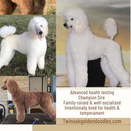 Poodle puppies from Twin Oak Goldendoodles
