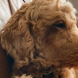 Goldendoodles from Cedar Harbor Doodles
