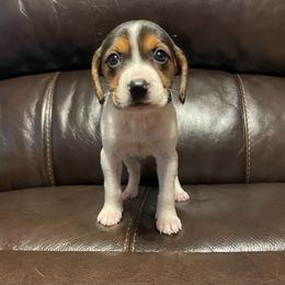 Girl 3 - White black and tan American Foxhound puppy in Waxhaw, North Carolina from Setting Sun Kennel