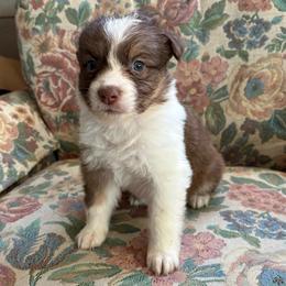 Sunny - Red tri-color female Australian Shepherd puppy in Grants Pass, Oregon from Carmel Mountain Aussies