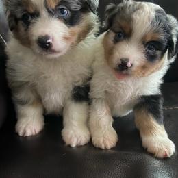 Perry - Blue merle male Miniature American Shepherd puppy in Winkler, Texas from Red Rock
