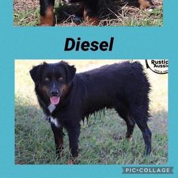 Miniature Australian Shepherd and Toy Australian Shepherd All Grown Up from BK Rustic Aussies