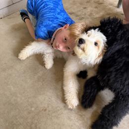 Cockapoo and Goldendoodle Puppies from Diva’s Darling Doodles