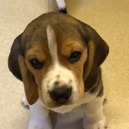 Beagles from Silverlake Beagles