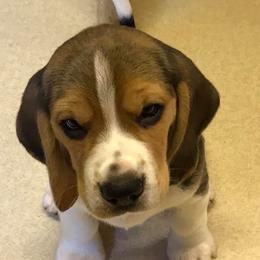 Beagles from Silverlake Beagles