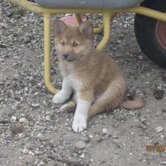 Icelandic Sheepdog All Grown Up from Tri-Star Icelandics