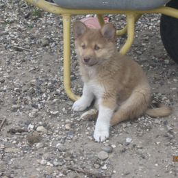 Icelandic Sheepdog All Grown Up from Tri-Star Icelandics