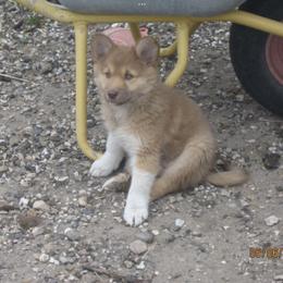 Icelandic Sheepdog All Grown Up from Tri-Star Icelandics