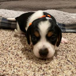 Girl 2 Orange - Black and white female Beagle puppy in Crestview, Florida from Alicia's Beagles