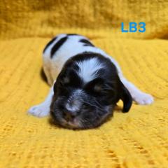 Boy 3 - Blue belton and tan (tri-color) male English Setter puppy in Potosi, Wisconsin from Point and Flush Gun Dogs