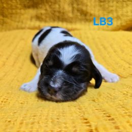 Boy 3 - Blue belton and tan (tri-color) male English Setter puppy in Potosi, Wisconsin from Point and Flush Gun Dogs