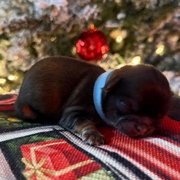 AKC Truffle - Sable male Shih Tzu puppy in Paintsville, Kentucky from Molly B's ShihTzus