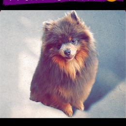 Violet - Pomeranian