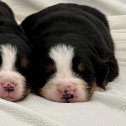 Romeo - Black rust and white male Bernese Mountain Dog puppy in Saratoga Springs, Utah from Echo River