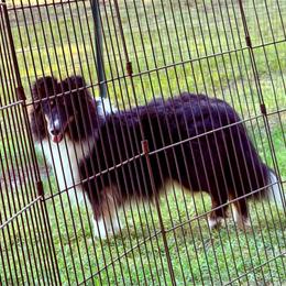 Ruby - Black white and tan female Shetland Sheepdog puppy in Tulsa, Oklahoma from September Morning Shelties